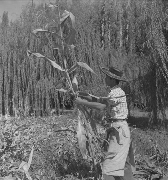 Marcos Chamudes, Campesino en faenas agrícolas Marcos Chamudes, Campesino en faenas agrícolas