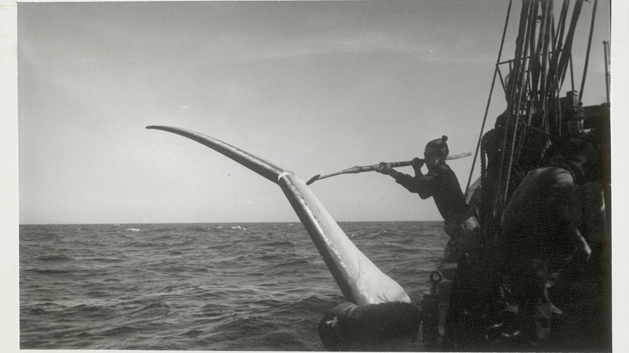 Ballena de aleta cazada por el Indus 11