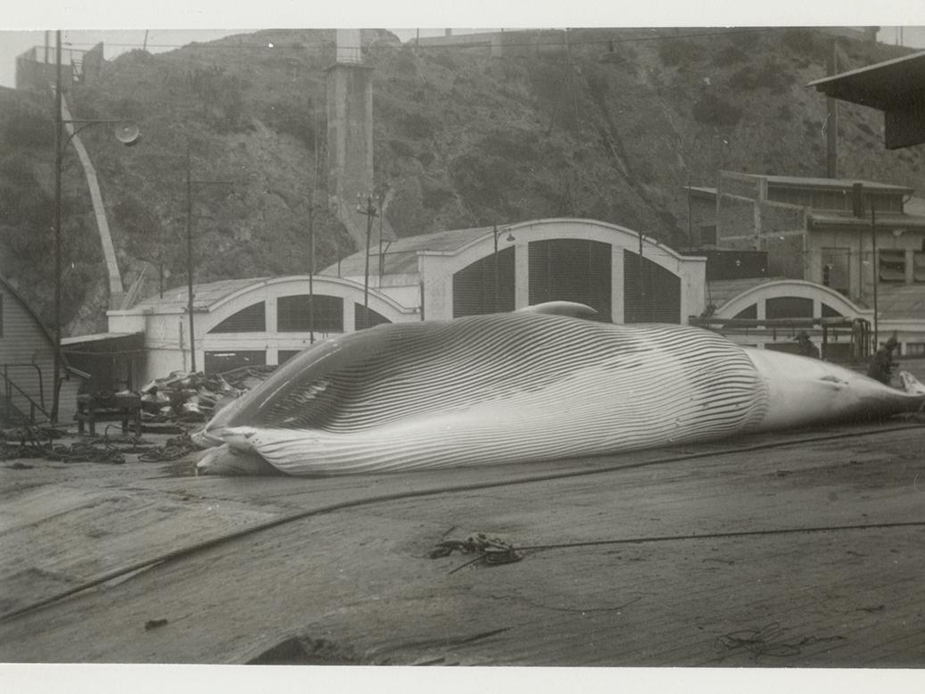 Ballena de aleta en la planta de Quintay