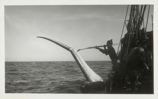 Ballena de aleta cazada por el Indus 11