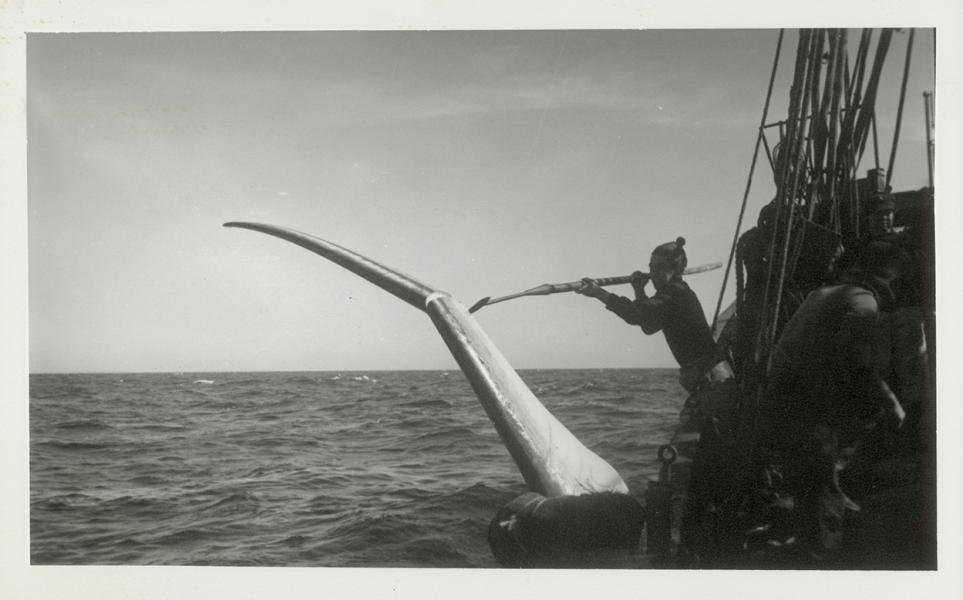 Ballena de aleta cazada por el Indus 11 Ballena de aleta cazada por el Indus 11