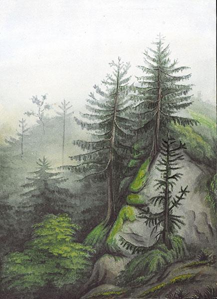 Bosques en Corral (detalle) Bosques en Corral (detalle)